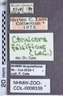 Etiketten zu Liotrichus falsificus (LeConte, 1853) (NHMW-ZOO-COL-0008339)